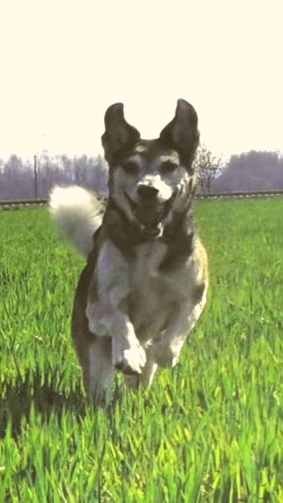 Hundetreffen-Alt Hund mit ein bisschen Power unterm popo treffen-Profilbild