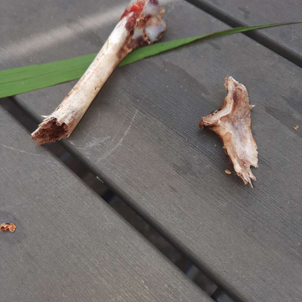 Giftköder-Geflügelknochen-Profilbild