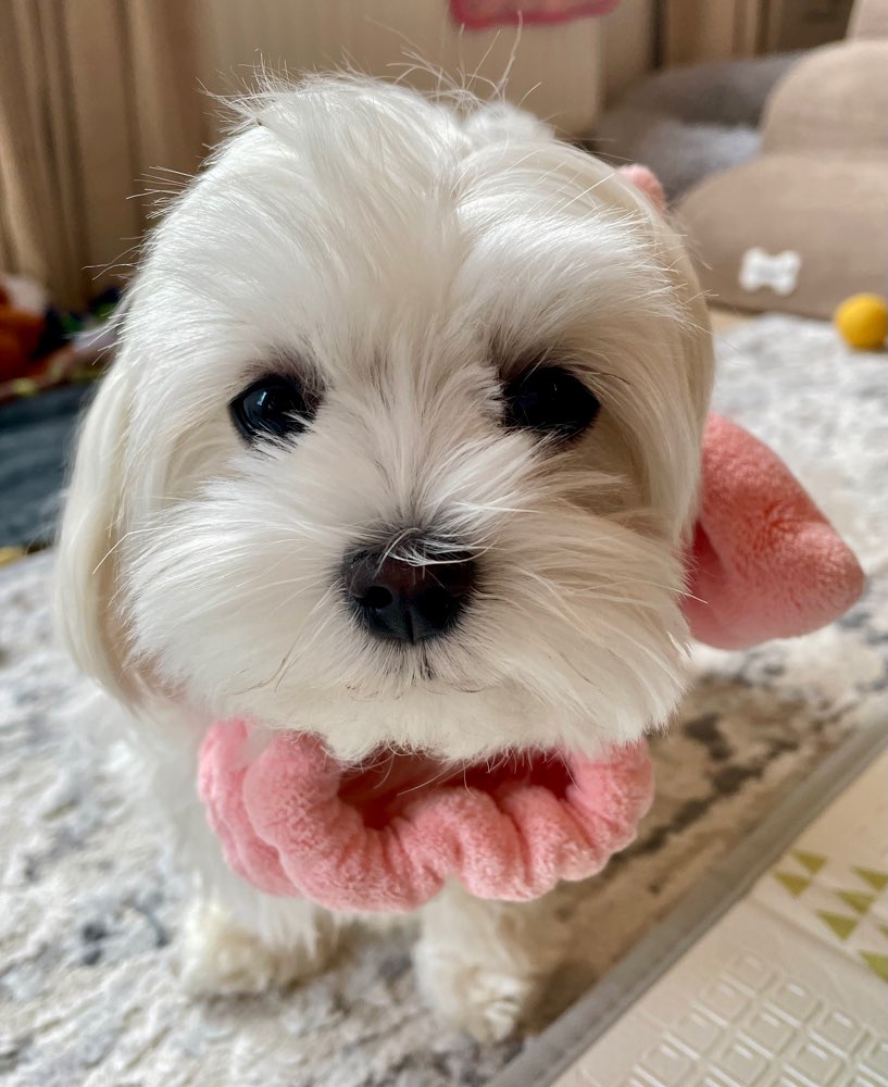 Hundetreffen-Mini Spielgefährte indoor Spaß bei schlechtem Wetter-Profilbild