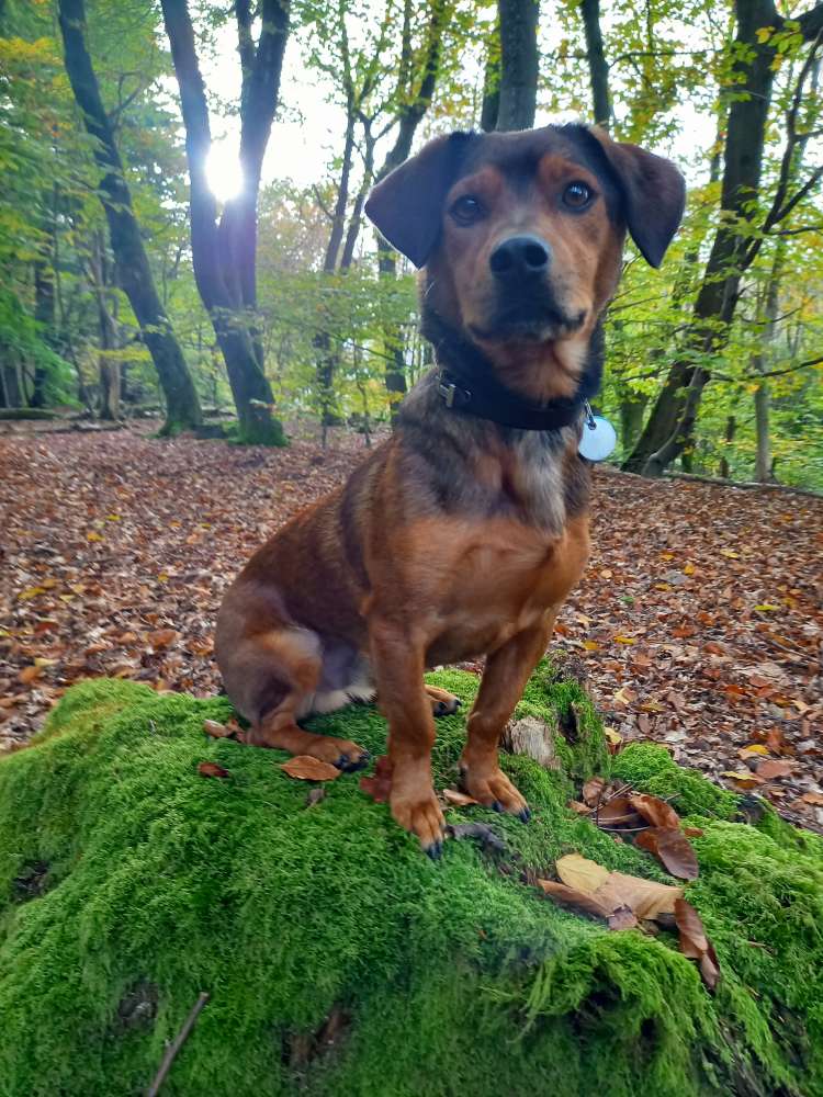 Hundetreffen-Gassirunde in/um Warstein zum Kennenlernen 😊🐾-Profilbild