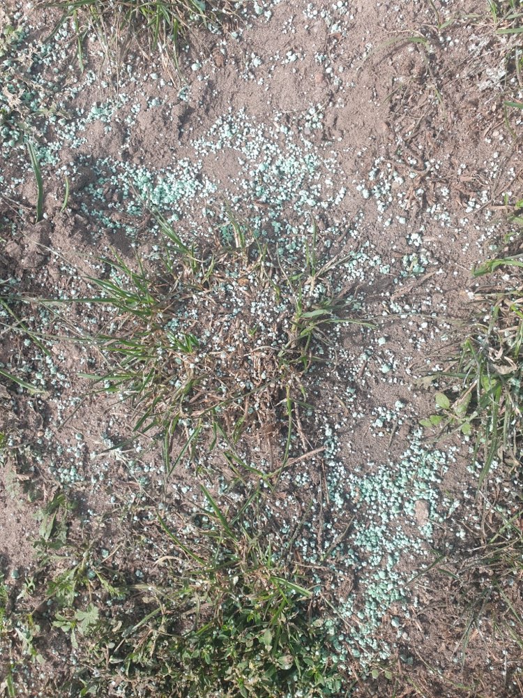 Giftköder-Gift ausgestreut auf der Wiese-Profilbild