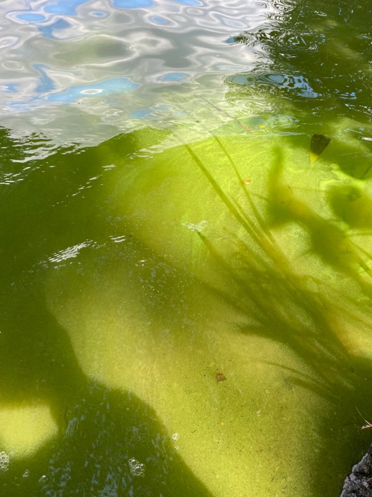 Giftköder-Mögliche Blaualgen-Profilbild