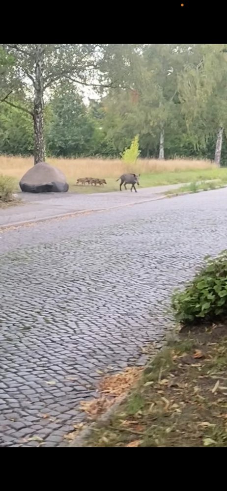 Giftköder-Wildschweine mit Frischlingen-Profilbild