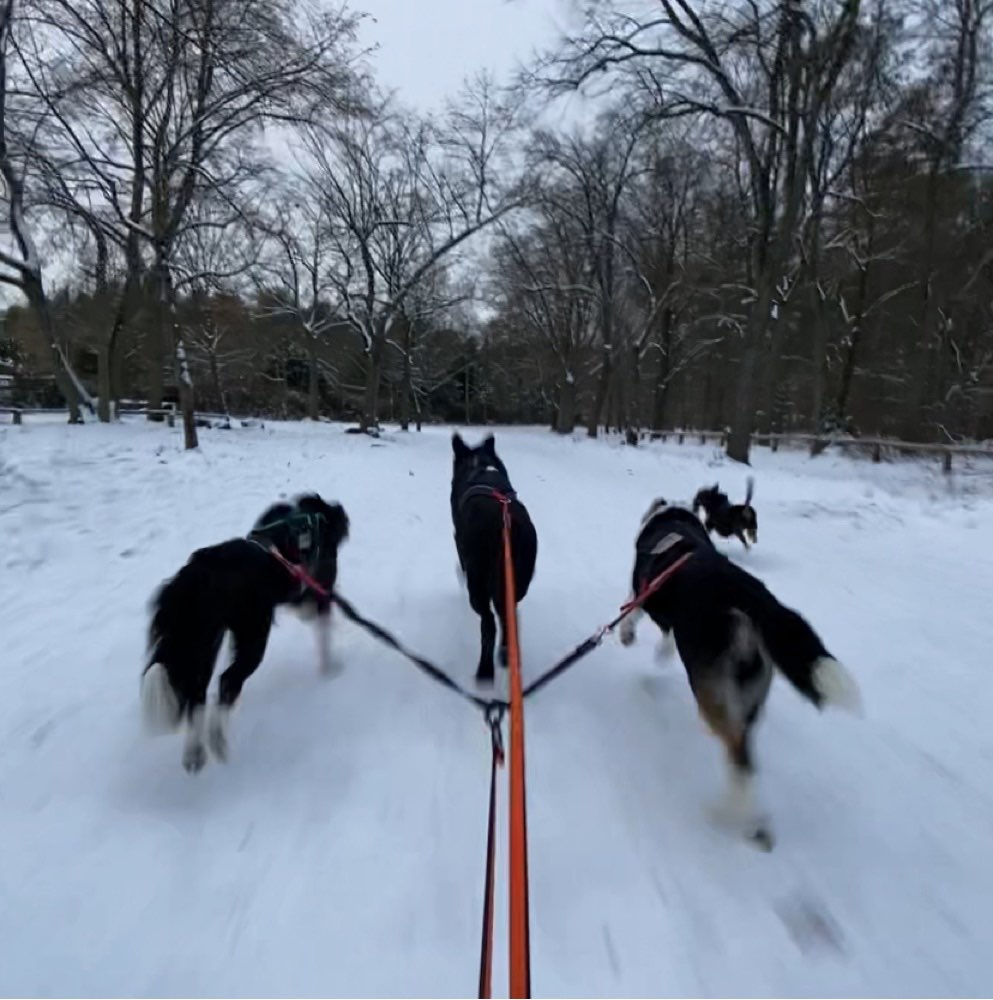 Hundetreffen-Zughundesport-Profilbild