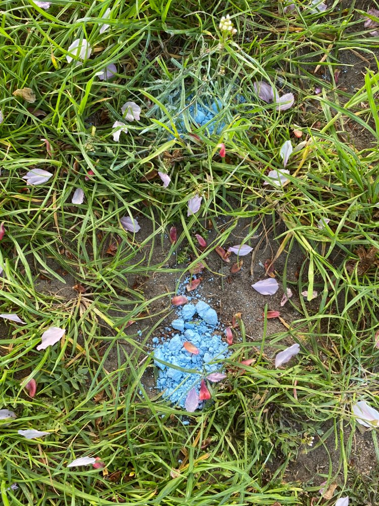 Giftköder-Blaues Gift-Profilbild