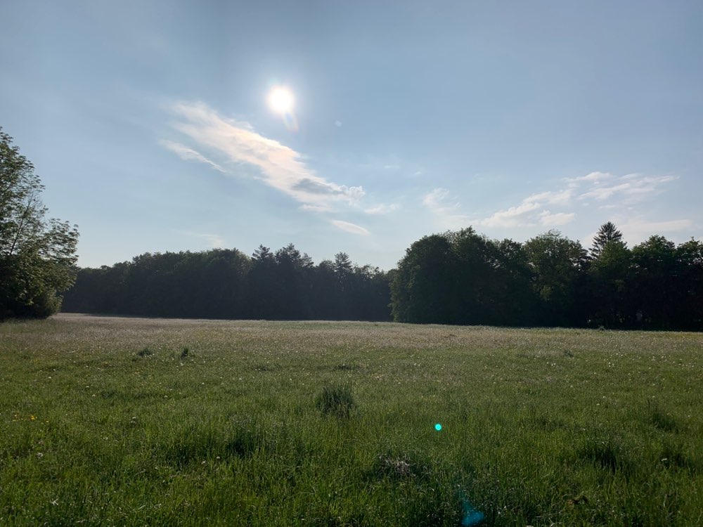 Hundetreffen-Jugend mit Hund-Profilbild