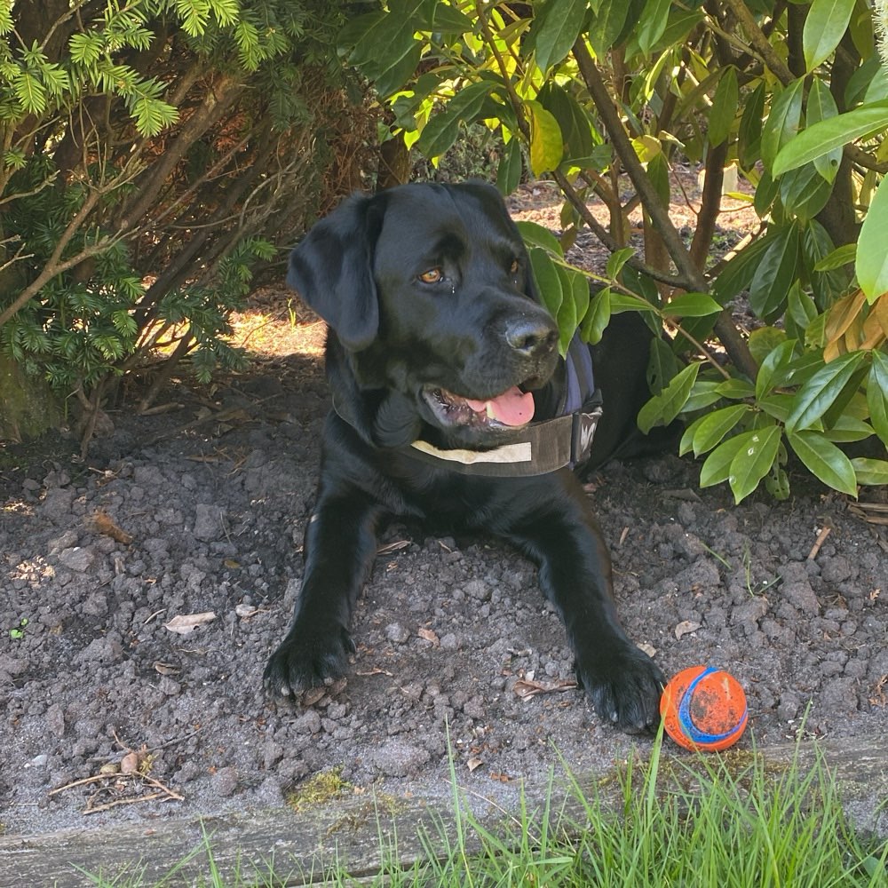 Hundetreffen-Spielkameraden gesucht 🐾-Profilbild