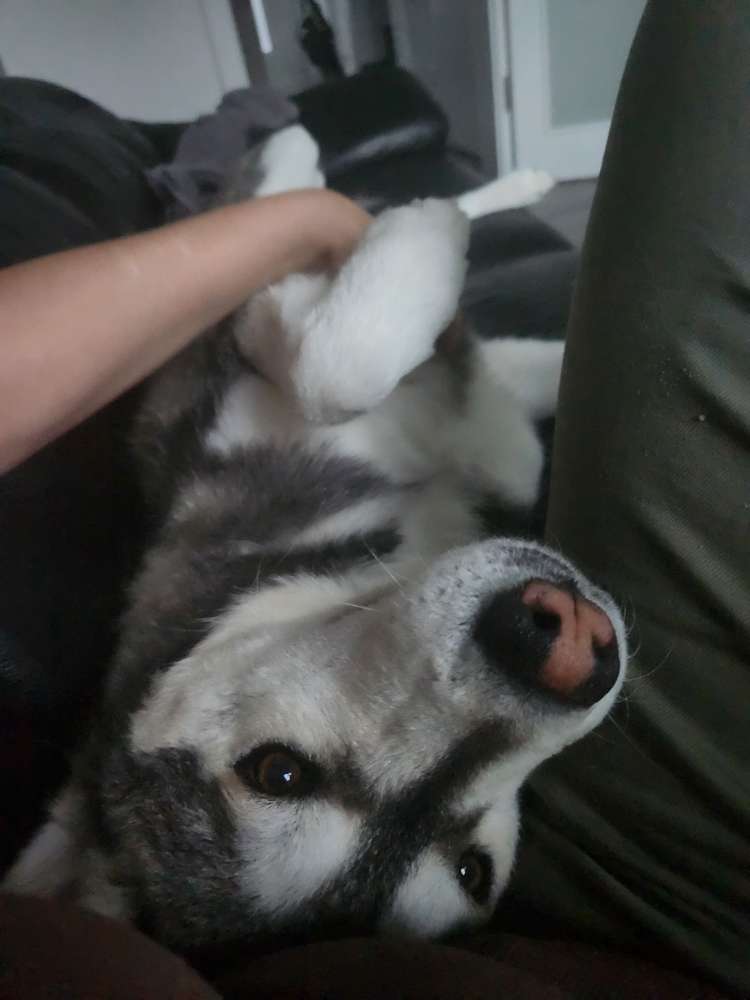 Hundetreffen-Abendliche Spazierrunden-Profilbild