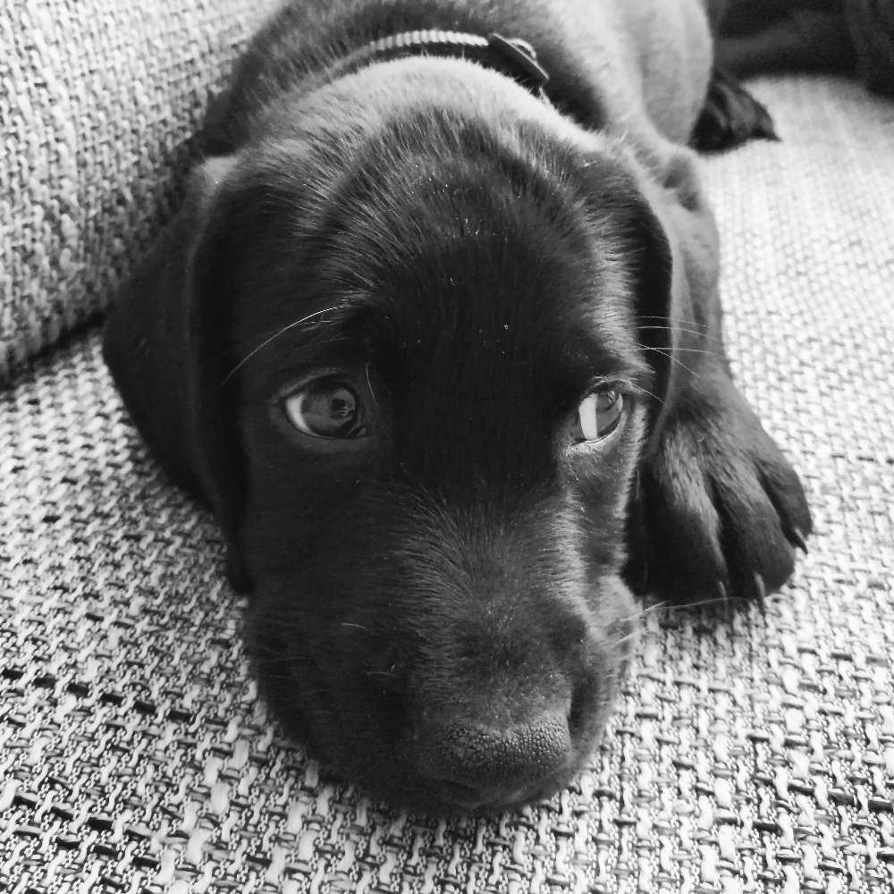 Hundetreffen-Hunde treff und Gassi runde-Profilbild