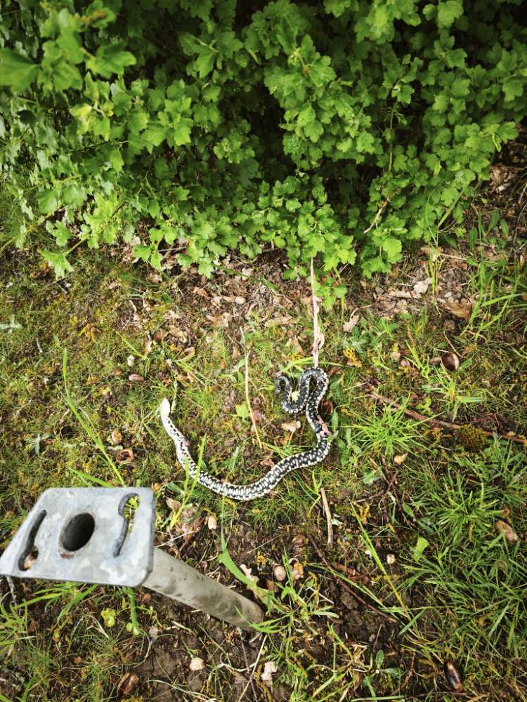 Giftköder-Tote Schlange am Wegrand-Profilbild