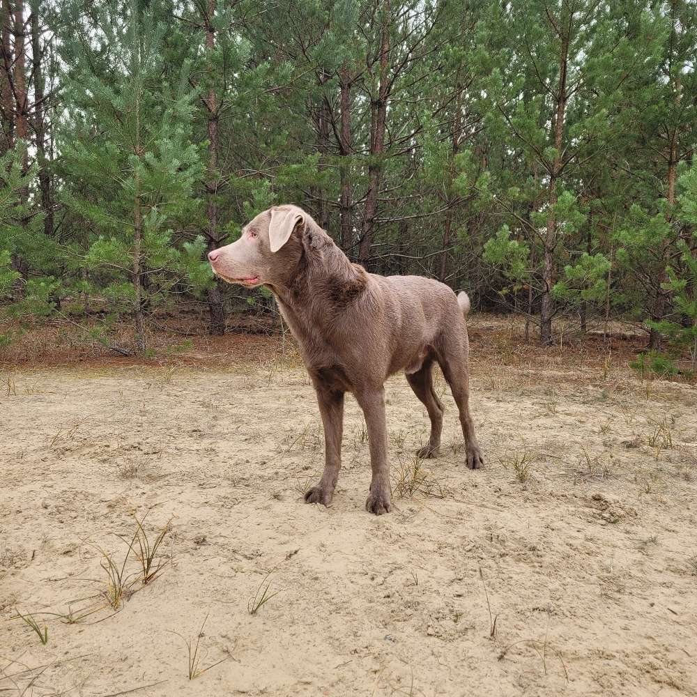 Hundetreffen-Social Walks-Profilbild