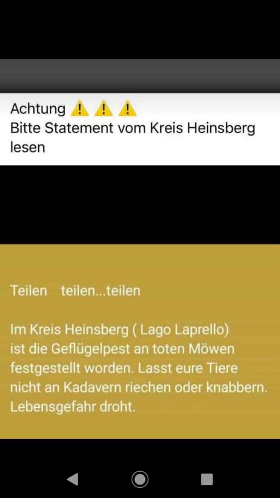 Giftköder-Tote Möwen, Wildgänse, Vögel-Profilbild