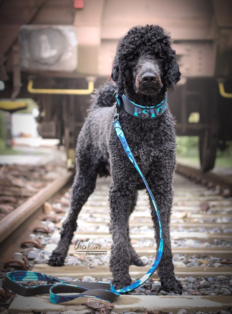 Hundetreffen-Social Walk zum trainieren-Profilbild