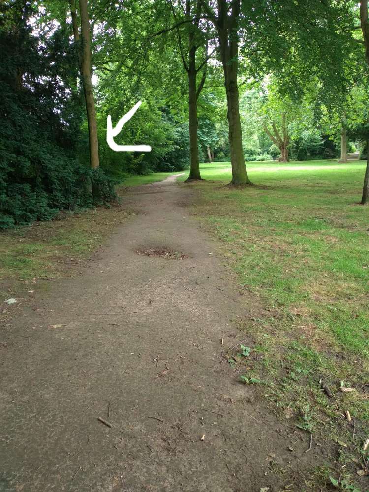 Giftköder-Eichenprozessionsspinner-Profilbild