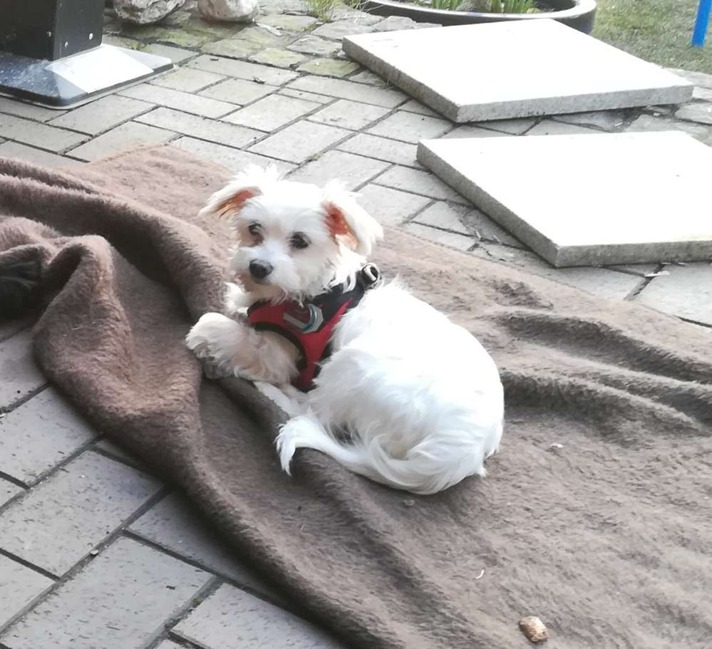 Hundetreffen-Toben und spielen auf der Hundewiese-Profilbild