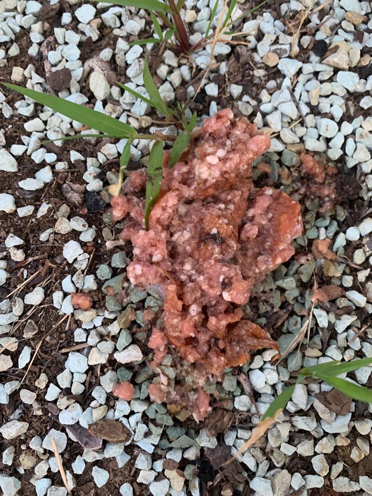 Giftköder-Hackfleisch Haufen-Profilbild