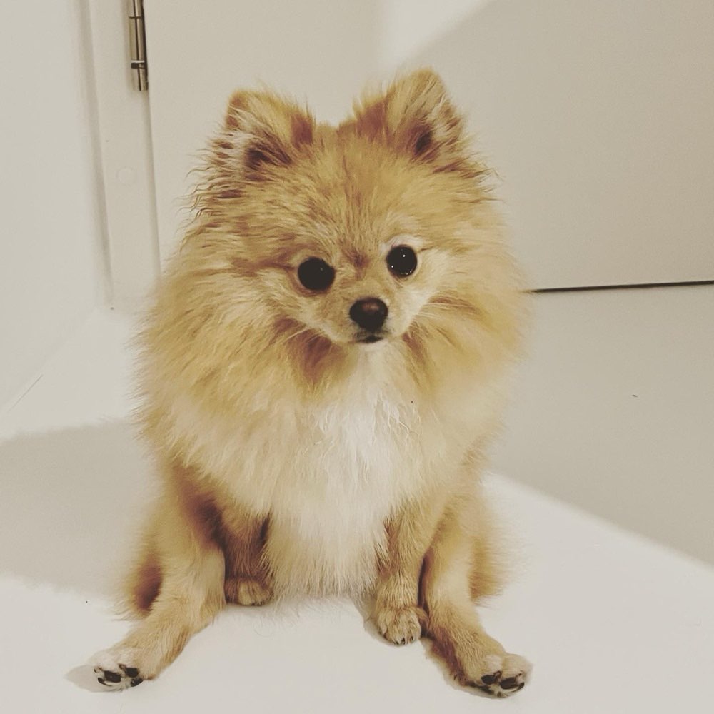 Hundetreffen-Kleine Hunde Spielen-Profilbild