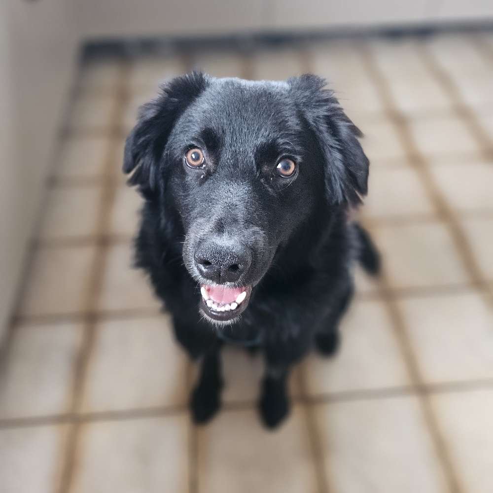 Hundetreffen-Spielen und Gassie gehen-Profilbild