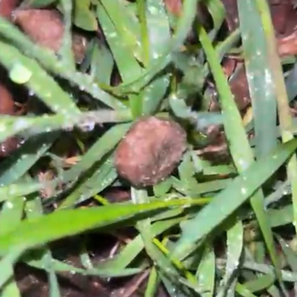 Giftköder-ACHTUNG !! GIFTKÖDER-Profilbild