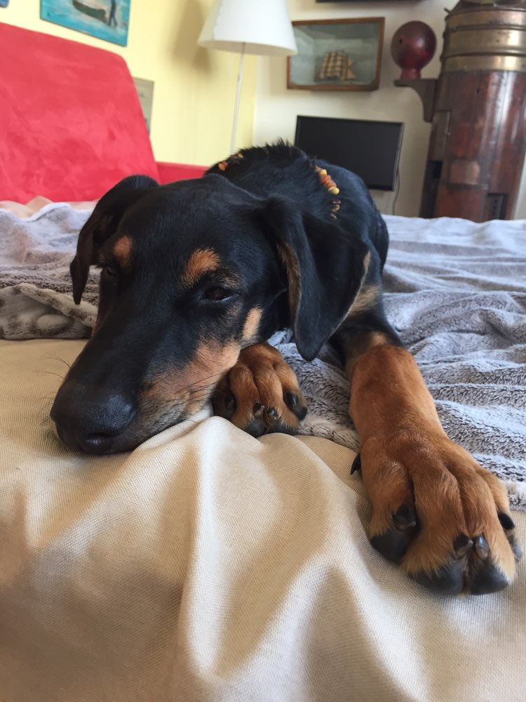 Hundetreffen-Louis sucht Freunde - zu gemeinsamen Spaziergängen/Wanderungen/Trainings- & Spielrunden-Profilbild