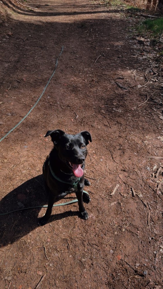 Hundetreffen-Suchen Gassipartner-Profilbild