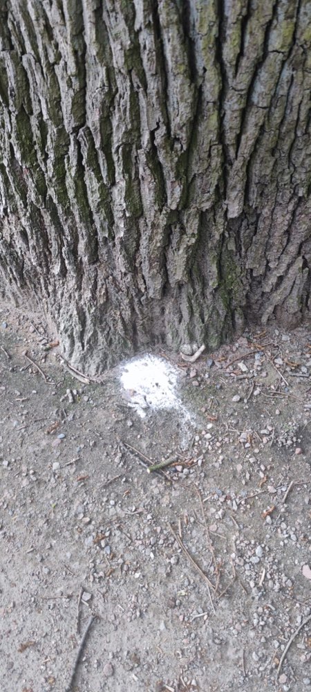 Giftköder-Weißes Pulver am Wandsbeker Gehölz-Profilbild