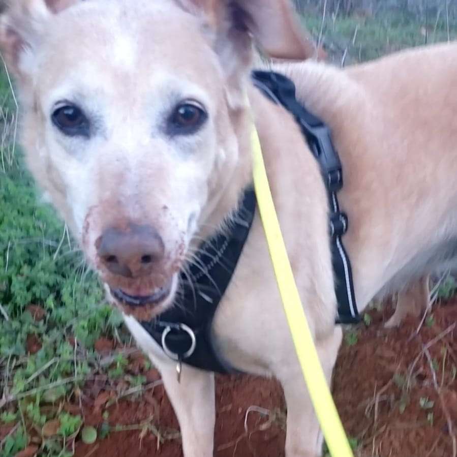 Hundetreffen-Ruhige, aber aktive Seniorendame sucht Sozialpartner/in-Profilbild