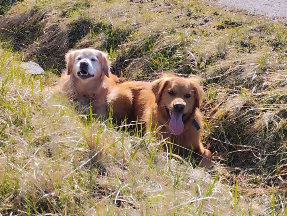 Hundetreffen-Spaziergänge mit Dummytraining-Profilbild
