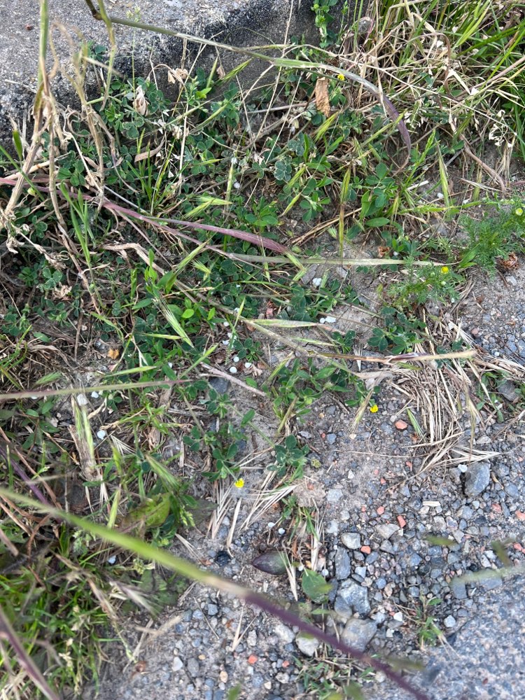 Giftköder-Weiße Kügelchen, möglicherweise Gift-Profilbild