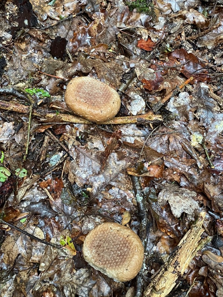 Giftköder-Essensreste im Wald-Profilbild
