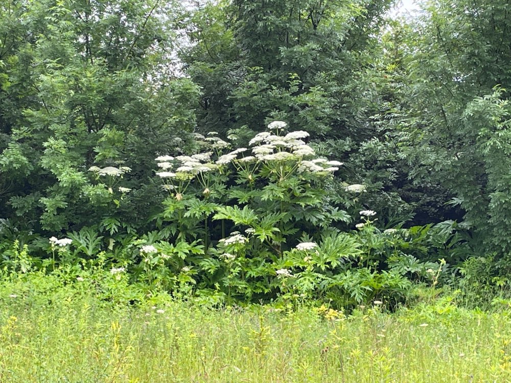 Giftköder-Bärenklau im ganzen Wald verteilt.-Profilbild