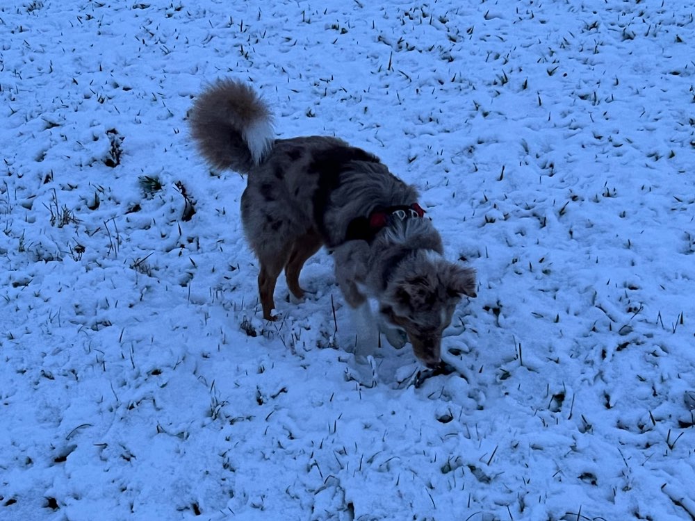 Hundetreffen-Triefenstein und Umgebung-Profilbild