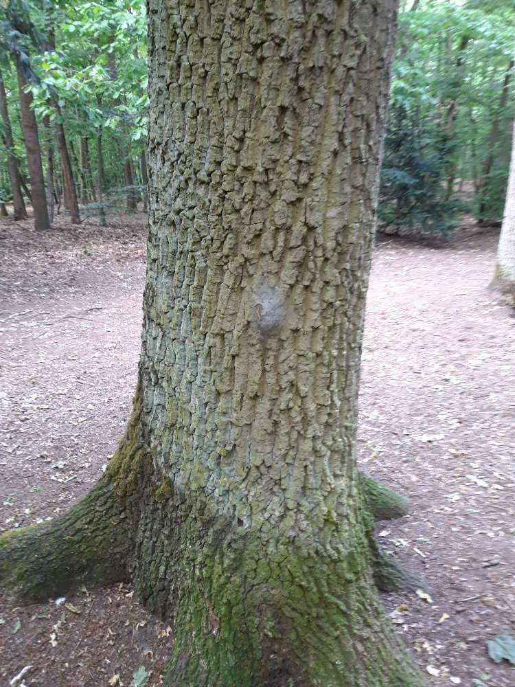 Giftköder-Eichenprozessionsspinner-Profilbild