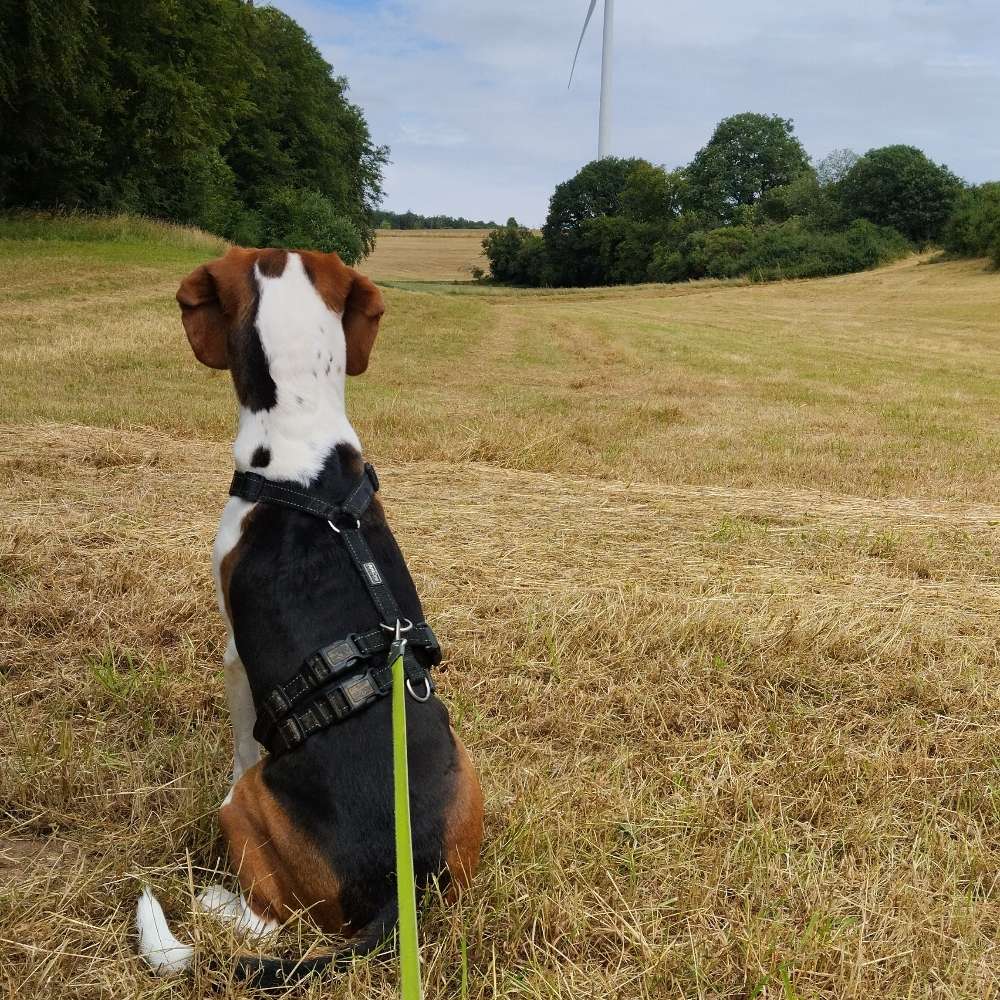 Hundetreffen-Im Wald spazieren gehen,oder im Feld die Hunde toben lassen-Profilbild