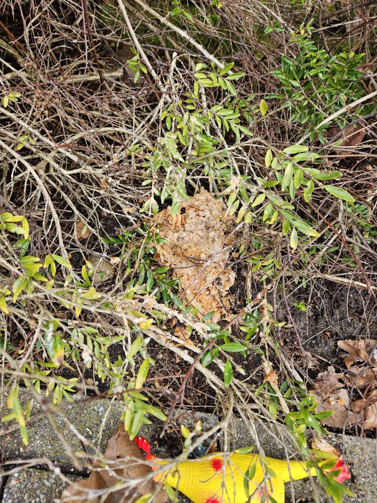 Giftköder-Möglicher Giftköder-Profilbild