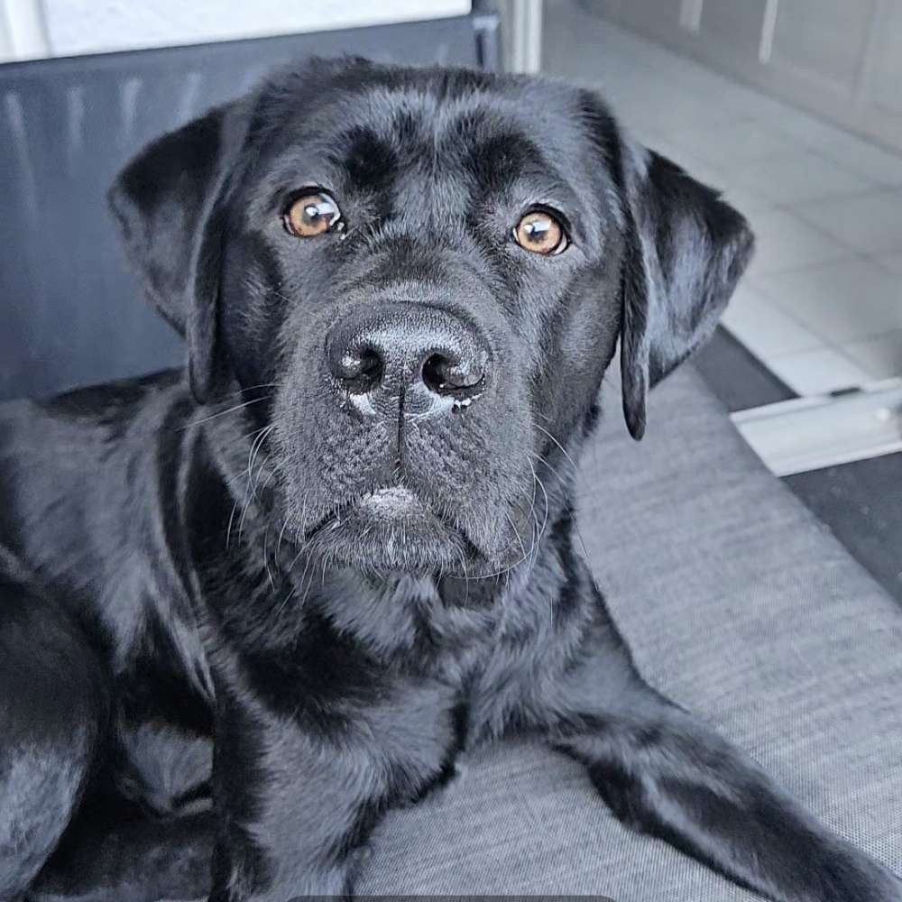 Hundetreffen-Luna sucht Spielkameraden :)-Profilbild