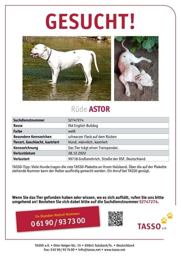 Suchmeldung-Astor-Profilbild