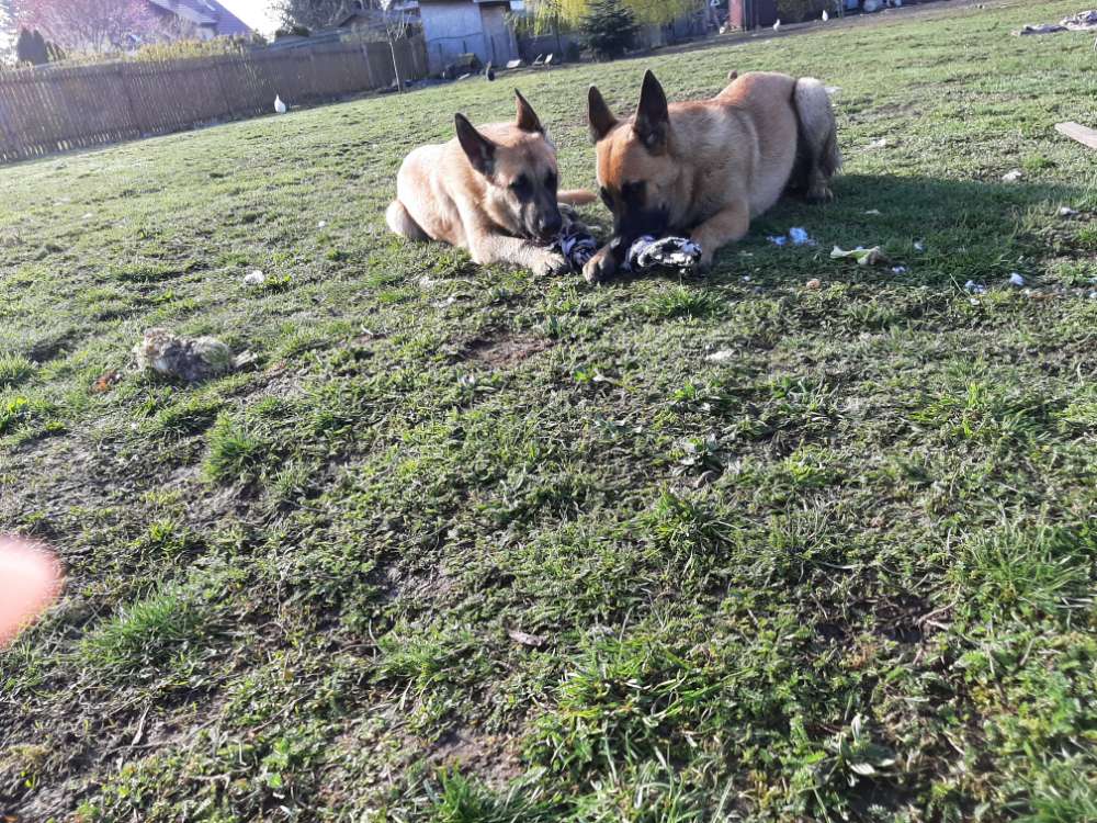 Hundetreffen-(Jung)Hundefreunde gesucht 😋-Profilbild