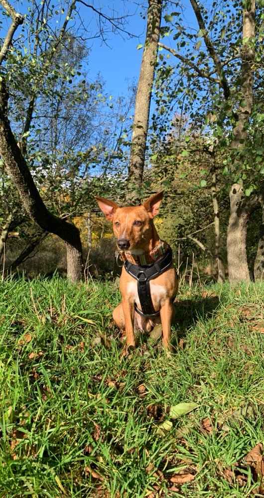 Hundetreffen-Hundetreffen in Stolberg-Profilbild