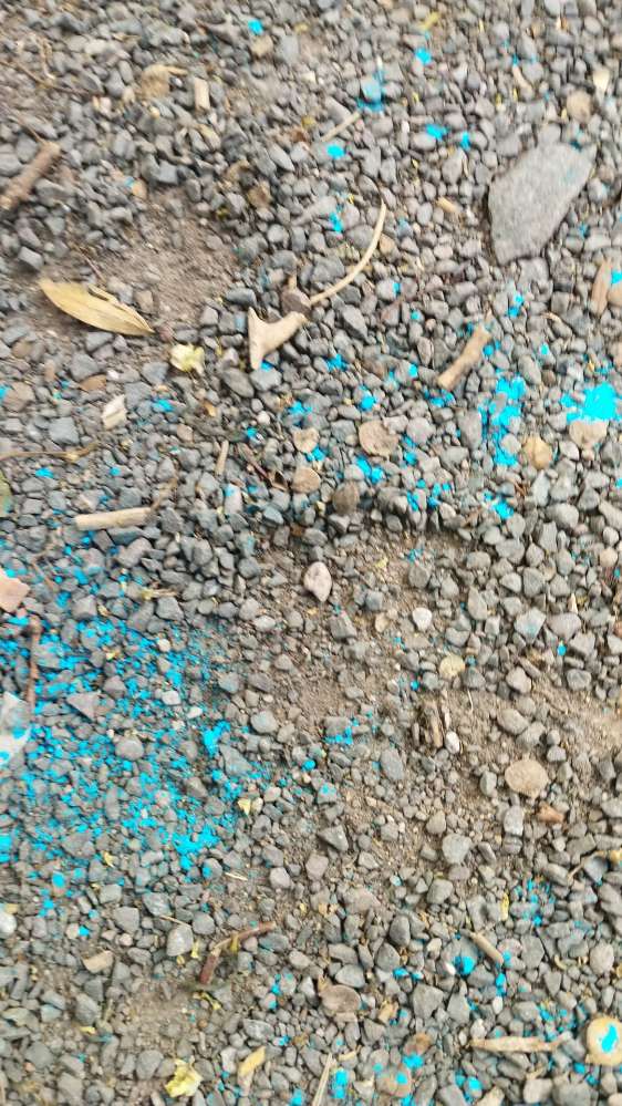 Giftköder-Rattengift-Profilbild