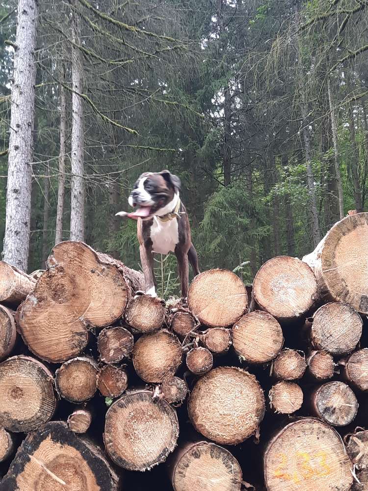 Hundetreffen-Spiel und Gassirunden-Profilbild