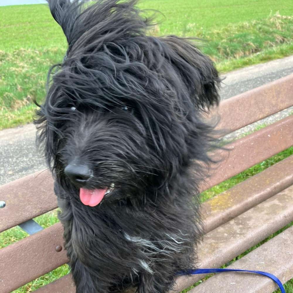 Hundetreffen-Pubertier sucht Sozialkontakt-Profilbild