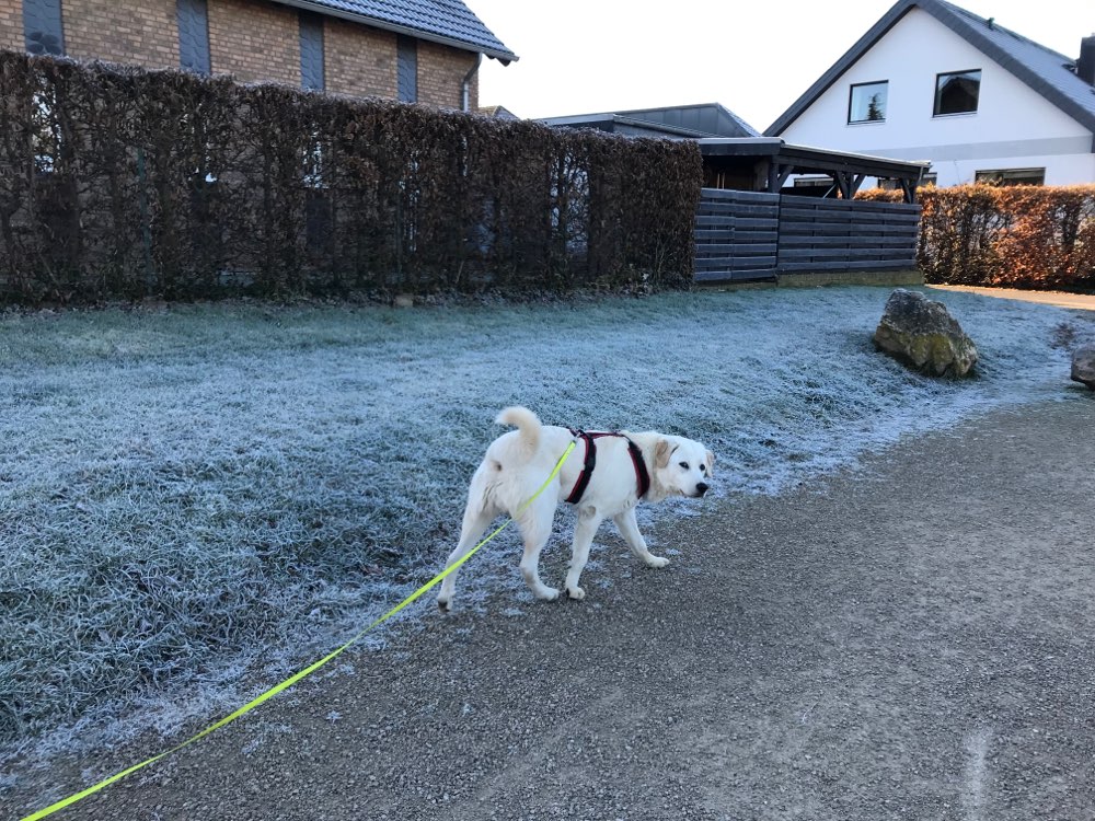 Hundetreffen-Spiel und Spaß auf Feld und im Wald-Profilbild