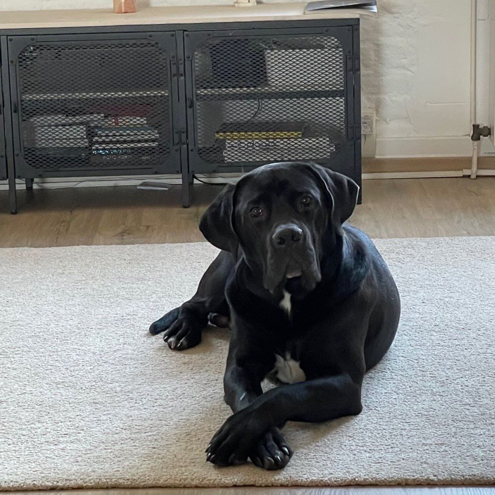 Hundetreffen-Spieletreff für Große-Profilbild