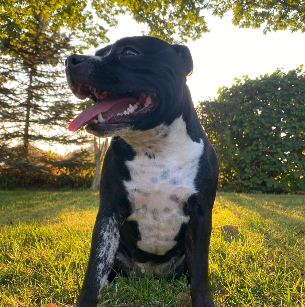 Hundetreffen-Treffen in Pinneberg-Profilbild