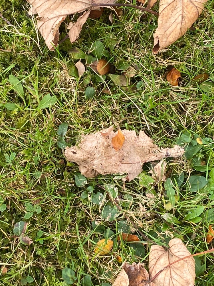 Giftköder-Möglicherweise Giftköder-Profilbild