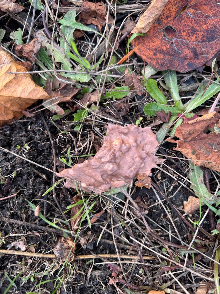 Giftköder-Mögliche Giftköder-Profilbild