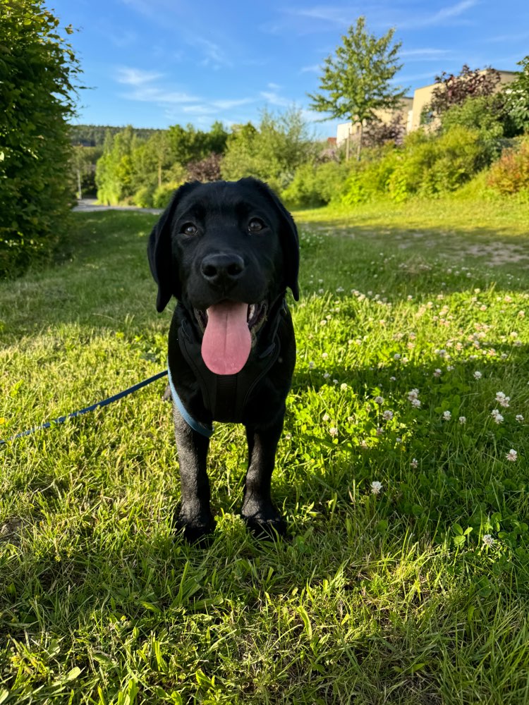 Hundetreffen-Spielen & Toben-Profilbild