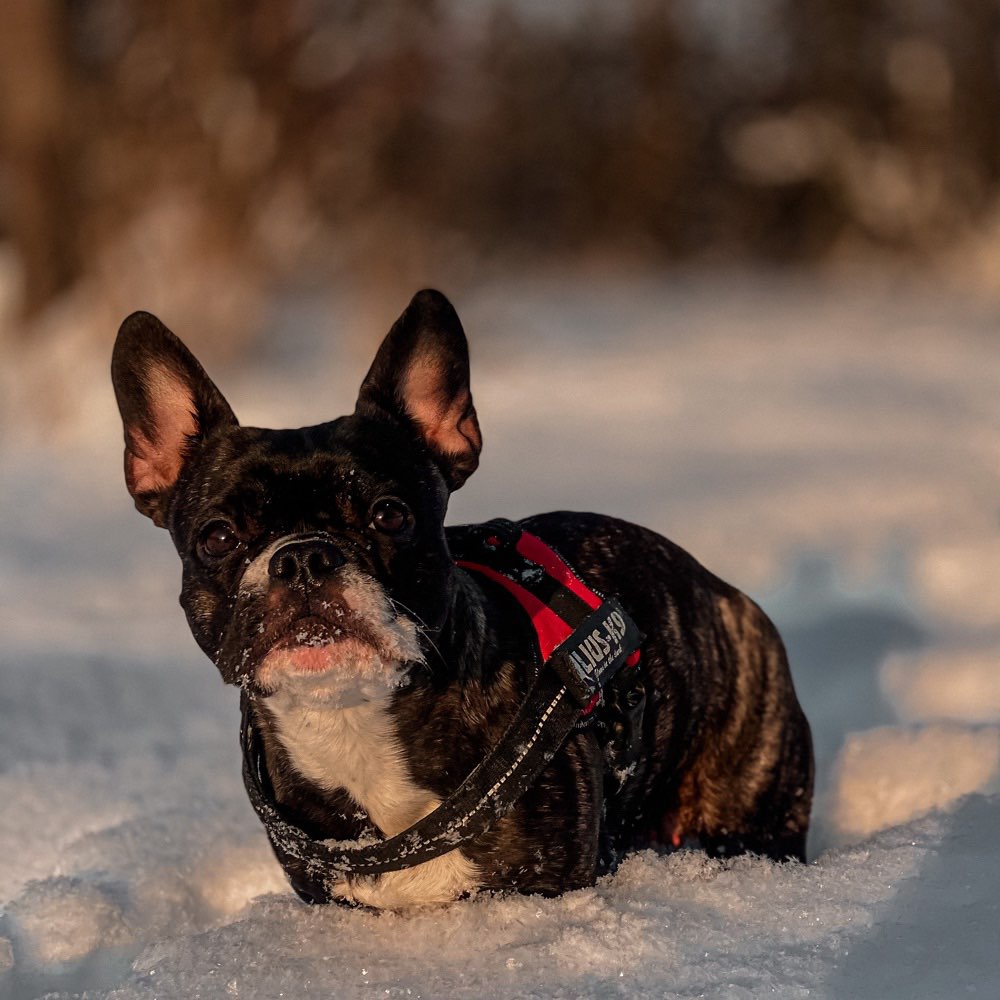 Hundetreffen-Hundespiel 🐕‍🦺🦮🐕🐩-Profilbild