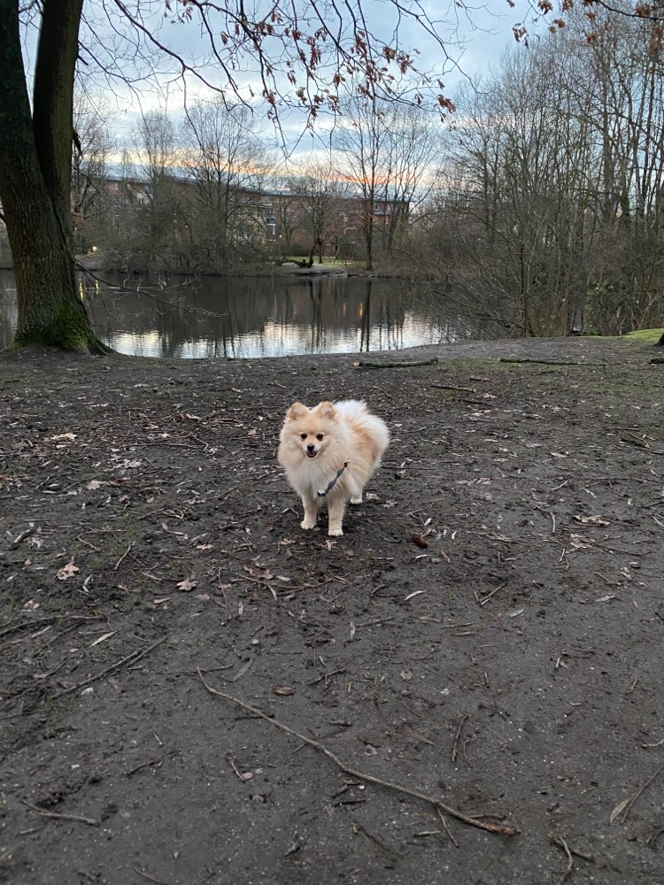 Hundetreffen-Spielpartner gesucht-Profilbild